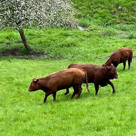 Ferme Du Val De Bruinen